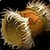 Featherbead Bracers